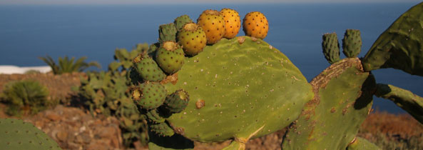 Insalata di fichi d’india